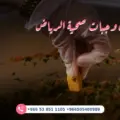 اشتراك وجبات صحية الرياض