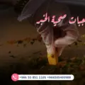 اشتراك وجبات صحية الخبر